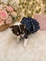 Chocolate and tan female Chihuahua , a female Chihuahua for sale in Lehigh Acres, FL – 3 of 3