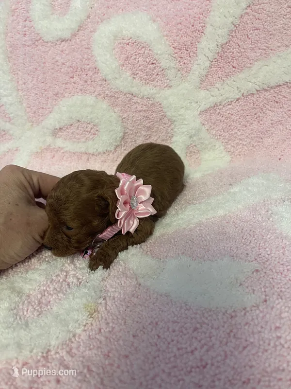 Red toy poodle female  – Poodle - Toy  puppy for sale in Lehigh Acres, FL