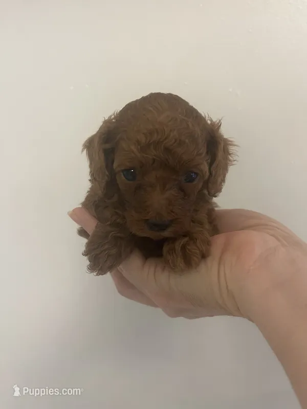 Red toy poodle female  – Poodle - Toy  puppy for sale in Lehigh Acres, FL