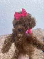 Red toy poodle female , a female Poodle - Toy  for sale in Lehigh Acres, FL – 2 of 7