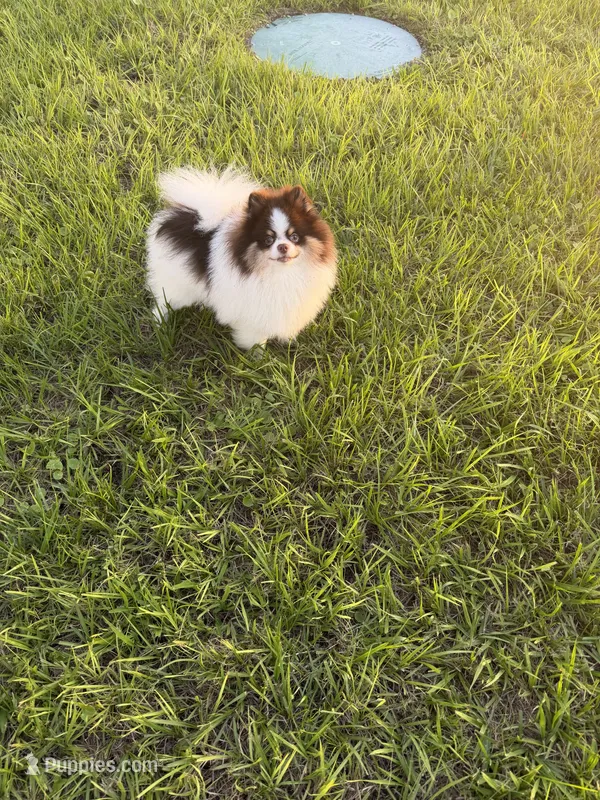 Korean Male Pomeranian  – Pomeranian puppy for sale in Lehigh Acres, FL