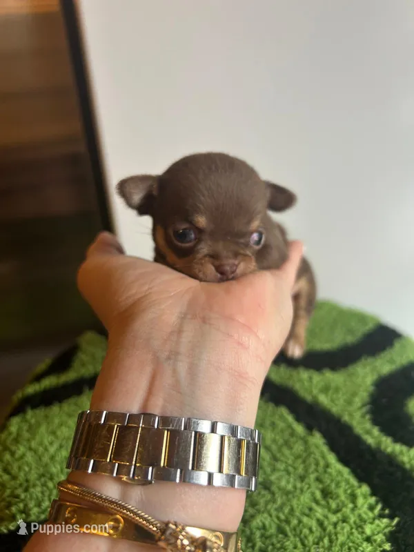 Female chocolate and tan chihuahua  – Chihuahua puppy for sale in Lehigh Acres, FL