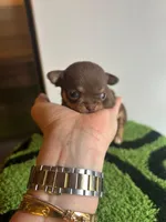 Female chocolate and tan chihuahua , a female Chihuahua for sale in Lehigh Acres, FL – 1 of 5