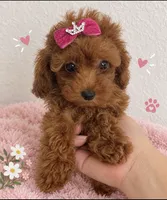 Red female toy poodle AKC, a female Poodle - Toy  for sale in Lehigh Acres, FL – 2 of 4