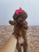 Red toy poodle female , a female Poodle - Toy  for sale in Lehigh Acres, FL – 3 of 7