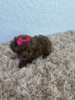 Red toy poodle female , a female Poodle - Toy  for sale in Lehigh Acres, FL – 5 of 7