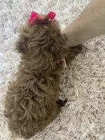 Red toy poodle female , a female Poodle - Toy  for sale in Lehigh Acres, FL – 4 of 7