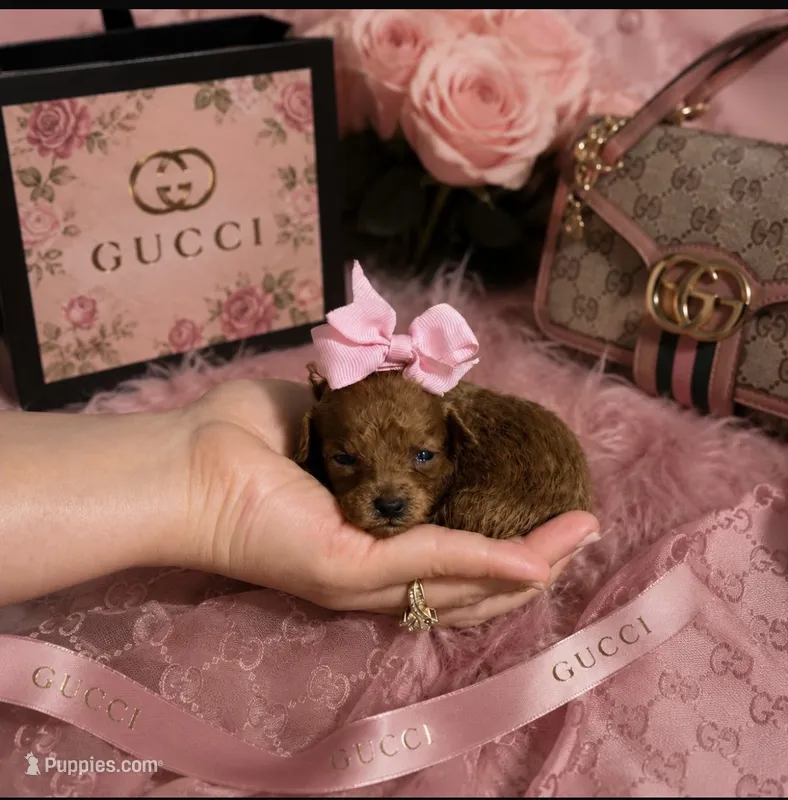 Female red toy poodle  – Poodle - Toy  puppy for sale in Lehigh Acres, FL