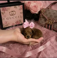 Female red toy poodle , a female Poodle - Toy  for sale in Lehigh Acres, FL – 1 of 1