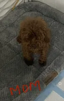 Red female toy poodle , a female Poodle - Toy  for sale in Lehigh Acres, FL – 4 of 4
