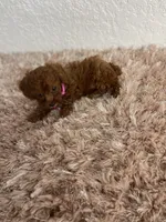 Red female toy poodle , a female Poodle - Toy  for sale in Lehigh Acres, FL – 2 of 3