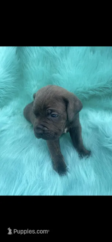 Beautiful male cane corso , a male Cane Corso for sale in Lehigh Acres, FL – Photo 1 of 5