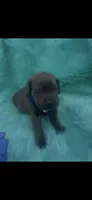 Beautiful male cane corso , a male Cane Corso for sale in Lehigh Acres, FL – Photo 4 of 5
