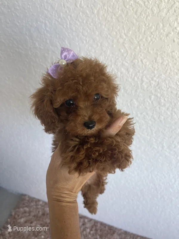 Red female toy poodle  – Poodle - Toy  puppy for sale in Lehigh Acres, FL