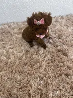 Red toy poodle female  AKC, a female Poodle - Toy  for sale in Lehigh Acres, FL – 2 of 3