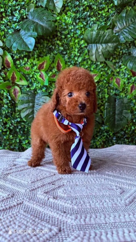Male red toy poodle  – Poodle - Toy  puppy for sale in Lehigh Acres, FL