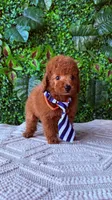 Male red toy poodle , a male Poodle - Toy  for sale in Lehigh Acres, FL – Photo 1 of 2
