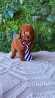 Male red toy poodle , a male Poodle - Toy  for sale in Lehigh Acres, FL – Photo 2 of 2