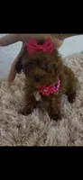 Red toy poodle female , a female Poodle - Toy  for sale in Lehigh Acres, FL – 6 of 7