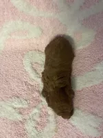 Red toy poodle female , a female Poodle - Toy  for sale in Lehigh Acres, FL – 7 of 10