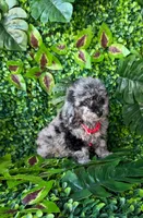 Merle male toy poodle , a male Poodle - Toy  for sale in Lehigh Acres, FL – Photo 1 of 5