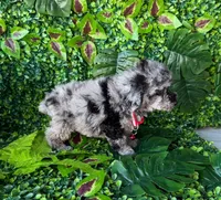 Merle male toy poodle , a male Poodle - Toy  for sale in Lehigh Acres, FL – Photo 5 of 5