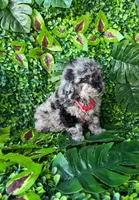 Merle male toy poodle , a male Poodle - Toy  for sale in Lehigh Acres, FL – Photo 2 of 5