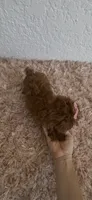 Toy poodle  female , a female Poodle - Toy  for sale in Lehigh Acres, FL – 3 of 3