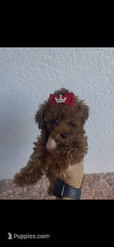 Red toy poodle female  – Poodle - Toy  puppy for sale in Lehigh Acres, FL