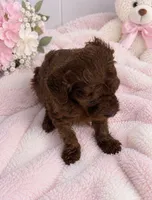 Red female toy poodle , a female Poodle - Toy  for sale in Lehigh Acres, FL – 2 of 4