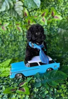 Black toy poodle male , a male Poodle - Toy  for sale in Lehigh Acres, FL – Photo 2 of 4