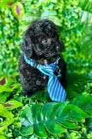 Black toy poodle male , a male Poodle - Toy  for sale in Lehigh Acres, FL – Photo 3 of 4