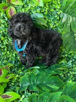 Black toy poodle male , a male Poodle - Toy  for sale in Lehigh Acres, FL – Photo 4 of 4