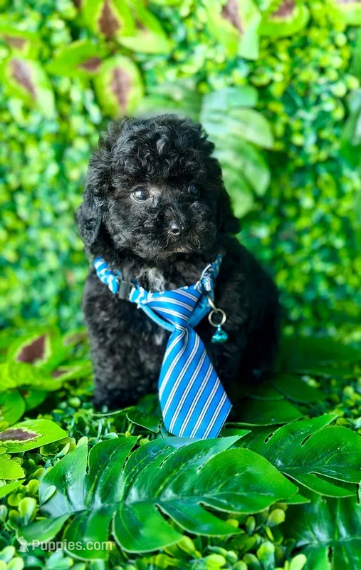 Black toy poodle male  – Poodle - Toy  puppy for sale in Lehigh Acres, FL