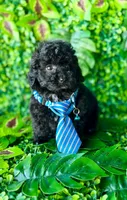 Black toy poodle male , a male Poodle - Toy  for sale in Lehigh Acres, FL – Photo 1 of 4