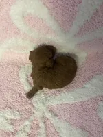 Red toy poodle female , a female Poodle - Toy  for sale in Lehigh Acres, FL – 5 of 10