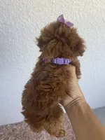 Red female toy poodle AKC, a female Poodle - Toy  for sale in Lehigh Acres, FL – 4 of 4