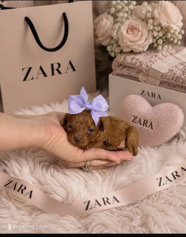 Female red toy poodle  – Poodle - Toy  puppy for sale in Lehigh Acres, FL