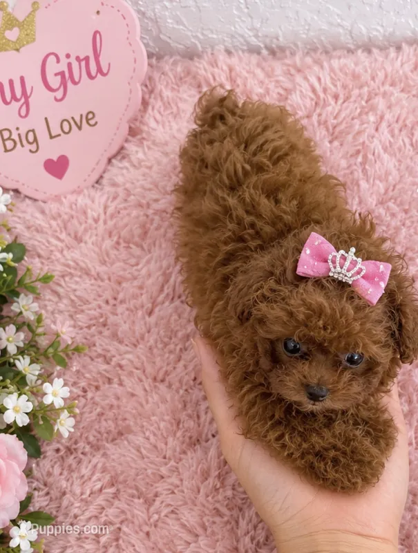 Toy poodle  female  – Poodle - Toy  puppy for sale in Lehigh Acres, FL