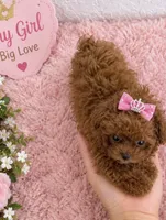 Toy poodle  female , a female Poodle - Toy  for sale in Lehigh Acres, FL – 1 of 3