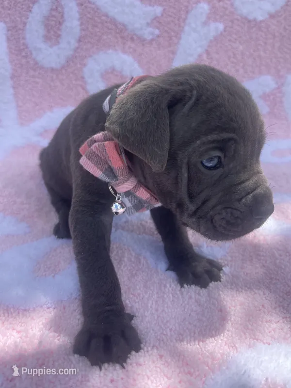 Female cane corso with blue eyes  – Cane Corso puppy for sale in Lehigh Acres, FL