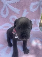 Female cane corso with blue eyes , a female Cane Corso for sale in Lehigh Acres, FL – Photo 4 of 4