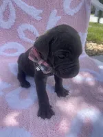 Female cane corso with blue eyes , a female Cane Corso for sale in Lehigh Acres, FL – Photo 2 of 4