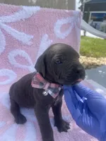 Female cane corso with blue eyes , a female Cane Corso for sale in Lehigh Acres, FL – Photo 3 of 4