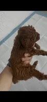 Red female toy poodle , a female Poodle - Toy  for sale in Lehigh Acres, FL – 3 of 4