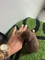 Chocolate and tan male chihuahua , a male Chihuahua for sale in Lehigh Acres, FL – 3 of 4