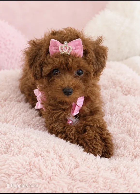 Red toy poodle female  – Poodle - Toy  puppy for sale in Lehigh Acres, FL