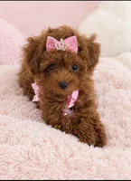Red toy poodle female  AKC, a female Poodle - Toy  for sale in Lehigh Acres, FL – 1 of 3