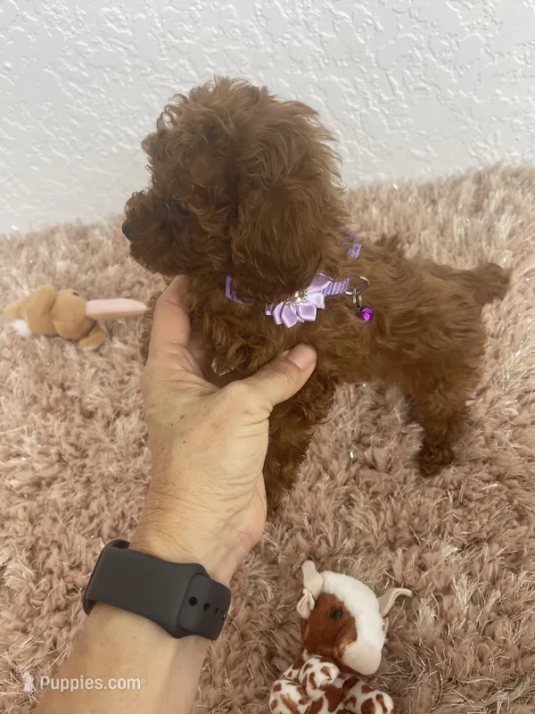 Red female toy poodle  – Poodle - Toy  puppy for sale in Lehigh Acres, FL