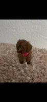 Red female toy poodle , a female Poodle - Toy  for sale in Lehigh Acres, FL – 3 of 3